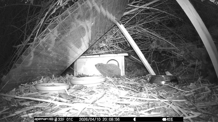 Ein Igel steht schnuppernt vor seinem Igelhaus