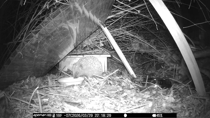 Nach dem Winterschlaf stärkt sich ein Igel mit Futter vor seinem Igelhaus.
