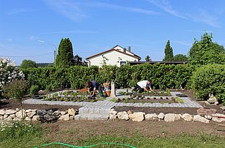 Buxhecke als Beeteinfassung