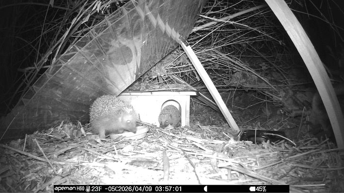Ein Igel kommt aus seinem Igelhaus und ein Igel frisst von dem bereitgestellten Futter