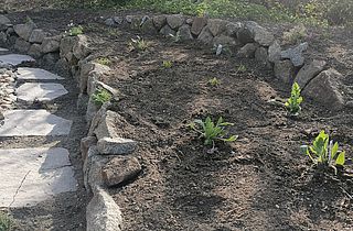 Bepflanzung Teichrand