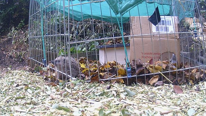 Ein zweiter kleiner Igel im Käfig zur Eingewöhnung im neuen Garten