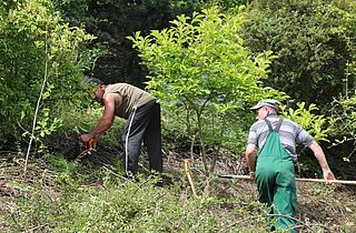 Zuschnitt der Bodendecker