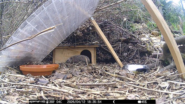 Ein Igel vor seinem Igelhaus in einem naturnahen Garten