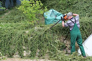 Bodendecker zuschneiden