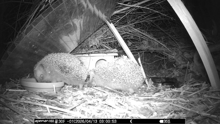 Zwei Igel vor einem Igehaus bei Fuuter fressen