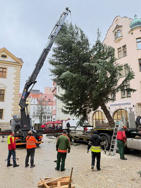 Der Christbaum 2025 schwebt vom Transport-LKW zur Bodenhülse – der Beginn eines festlichen Vorweihnachtszaubers vor dem Alten Rathaus in Regensburg.