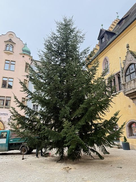 Der ca 12 Meter hohe Christbaum steht