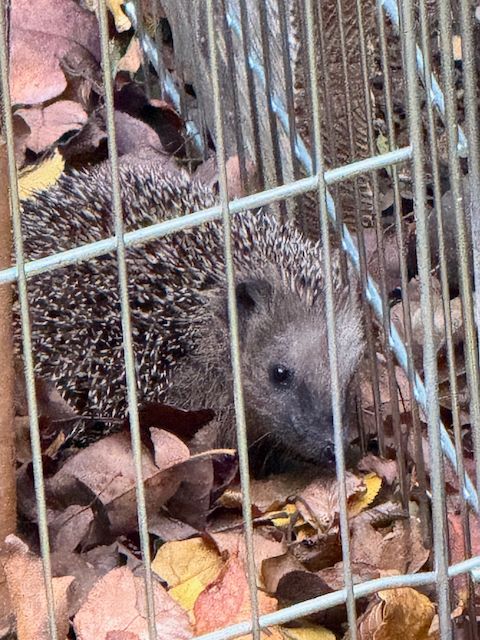 Ein zweiter kleiner Igel im Käfig zur Eingewöhnung im neuen Garten