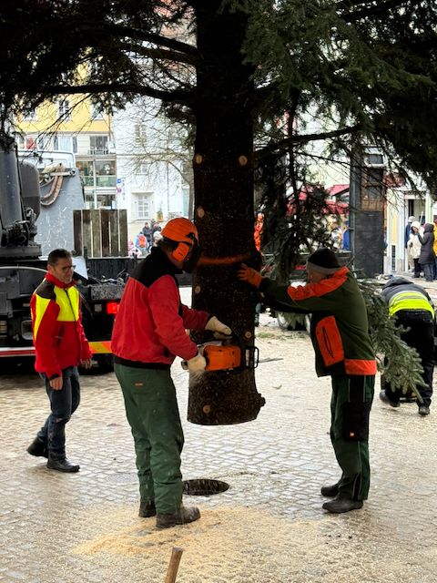 Der Baum wird passend zugeschnitten