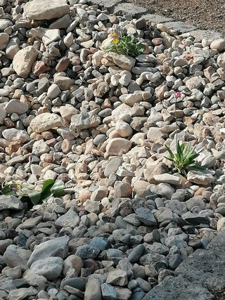Bepflanzung Teich