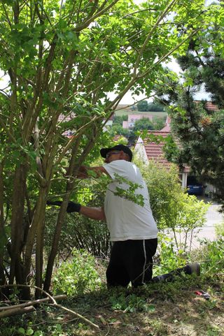 Strauchschnitt